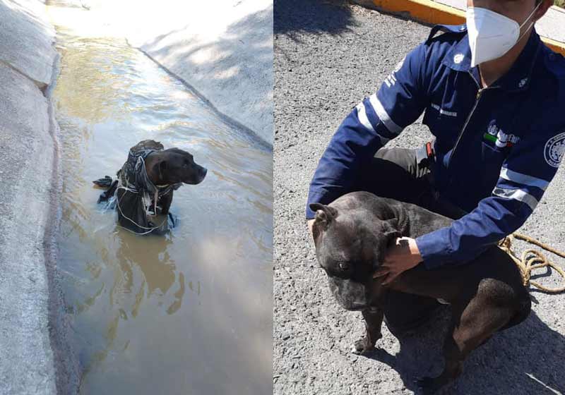 Tyson foi resgatado do córrego e adotado - Fotos: reprodução / Facebook