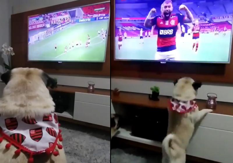 Floki comemorando gol do Flamengo - Fotos: Instagram