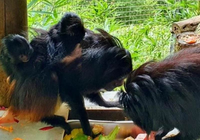 Os gêmeos de mico-leão-preto com os pais - Foto: PBH / divulgação