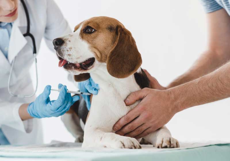 A 1ª vacina contra covid-19 para animais será distribuída ainda neste ano. - Foto: iStock